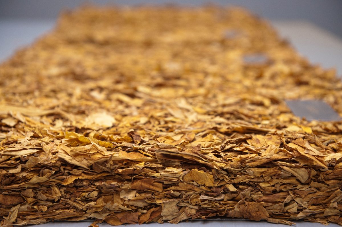 Tabaco movimenta US$ 660 milhões e gera 10 mil empregos no 1º trimestre no RS