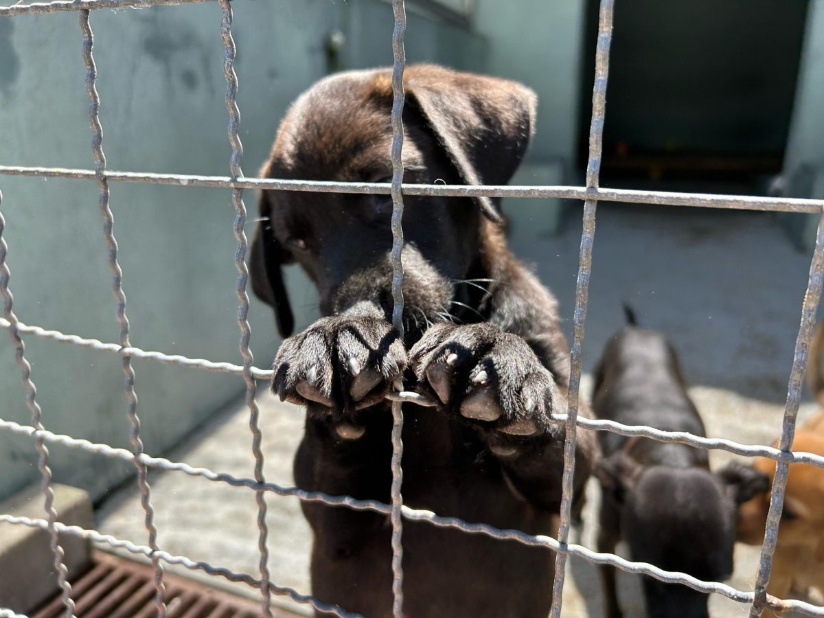 Feira de adoção de animais ocorre em Santa Cruz neste fim de semana