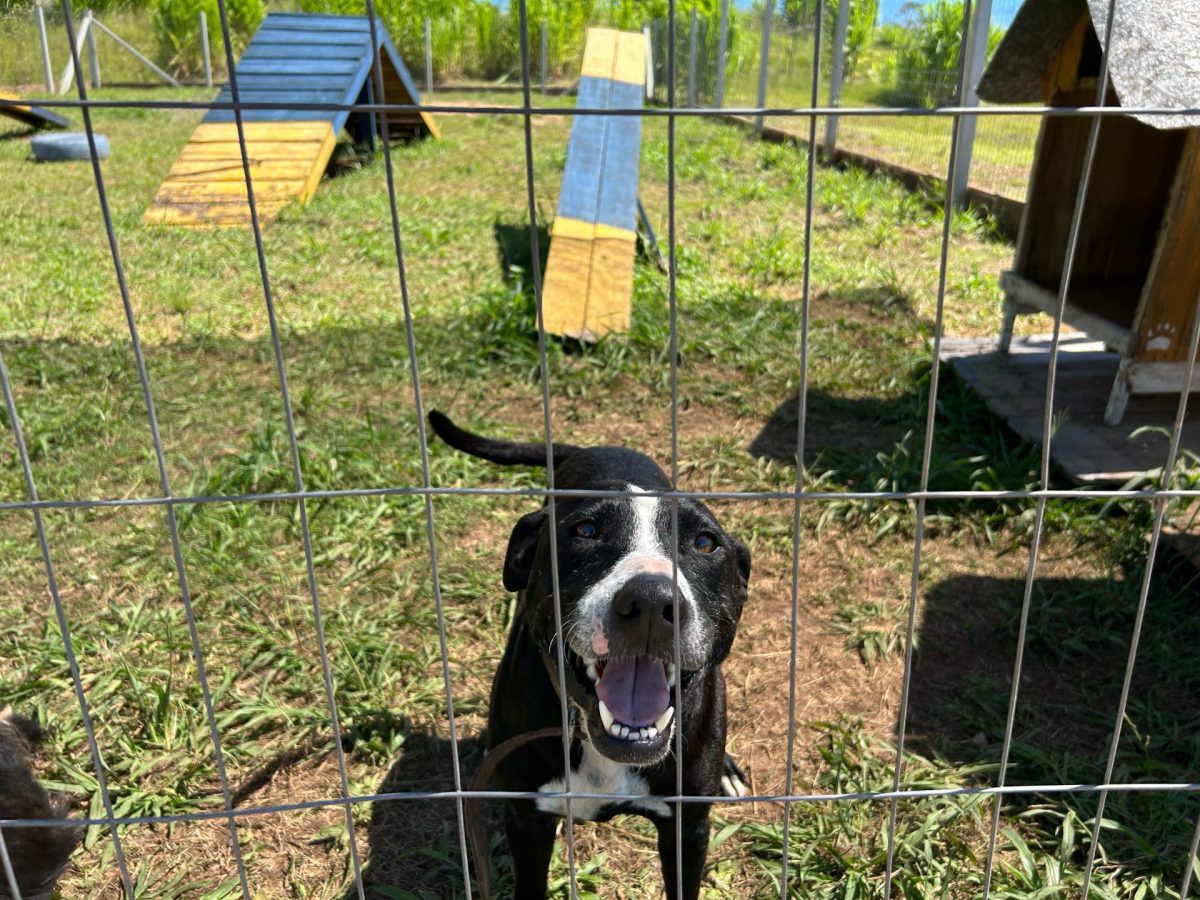 Centro de Bem-Estar Animal realiza feira de adoção neste domingo