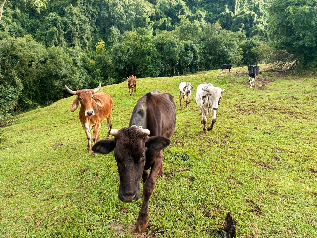 Secretaria de Desenvolvimento Rural de Venâncio Aires abre inscrições para o Promagro