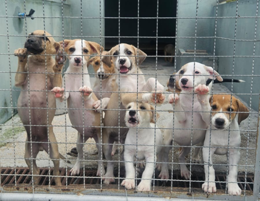 Centro de Bem-Estar Animal estará aberto neste domingo
