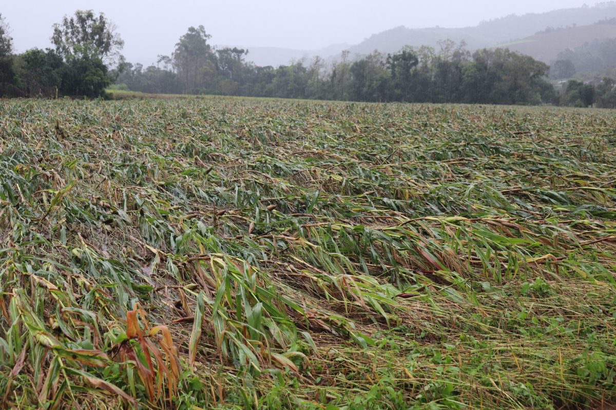 Estado busca destravar prorrogação de dívidas rurais com apoio financeiro próprio