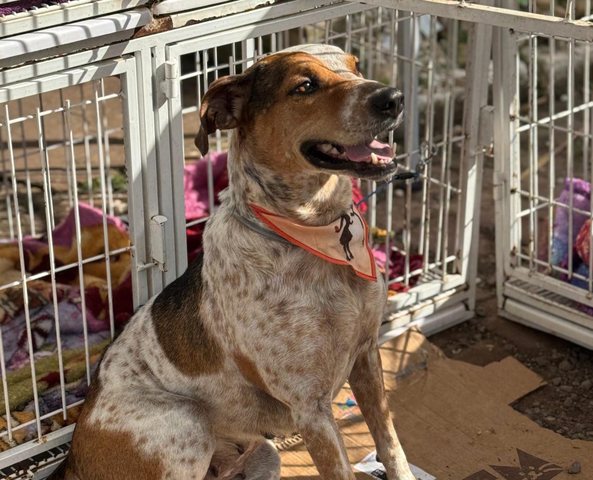 Sábado tem feira de adoção de animais em Vera Cruz