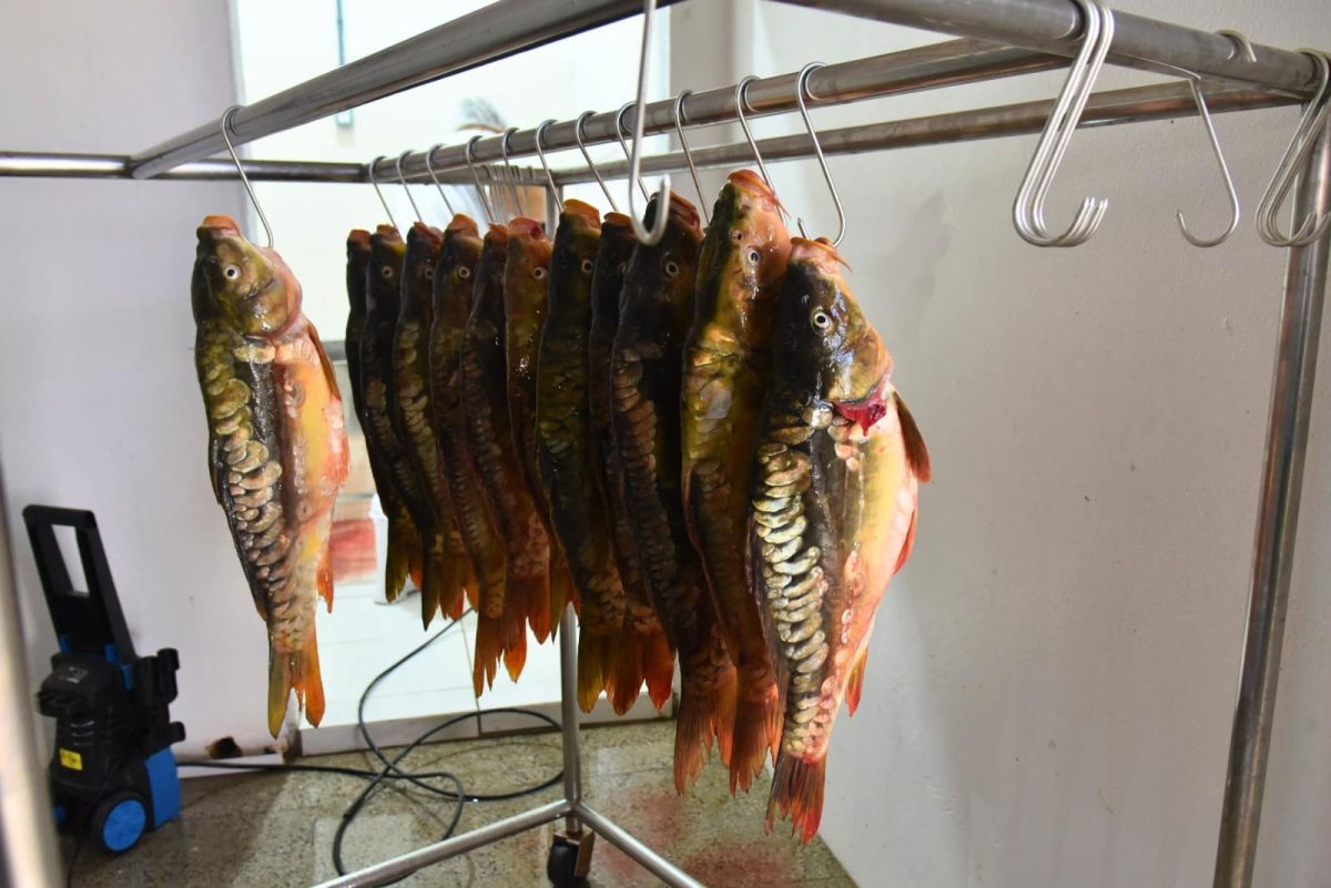 Santa Cruz busca fortalecer produção de peixe após reforma no abatedouro