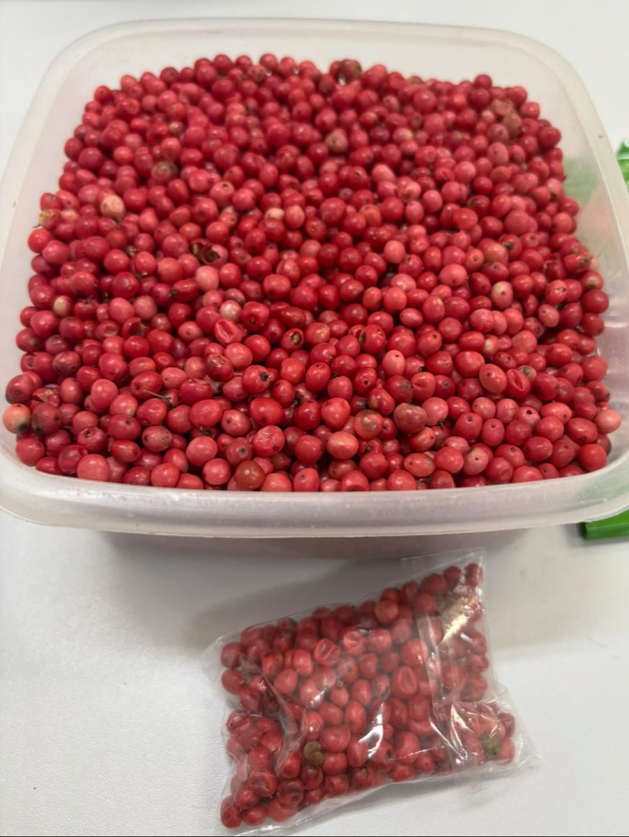 Vale do Sol busca produtores para testarem cultivo de pimenta rosa