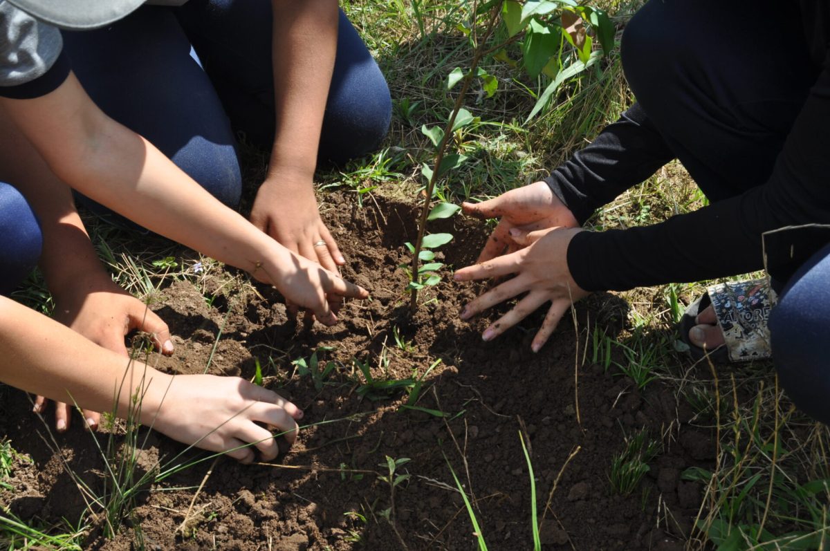 Afubra promove ações ambientais em Santa Cruz durante a Semana do Meio Ambiente